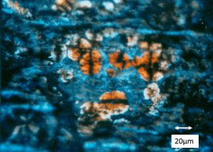 Figure 10. Polarized light microscope image of the orange/brown stains on the can sidewall showing the spherulite-like structure.